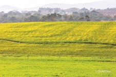 하늘과 땅이 어우러지는 고창 청보리밭