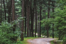 밀려오는 숲의 향, 가평 잣향기푸른숲