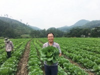 농가 직거래 온라인마켓 더착한농부, 괴산절임배추 20kg 사전예약 실시