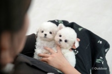 미유펫 인천점, 강아지 고양이 분양 무료 이벤트 실시