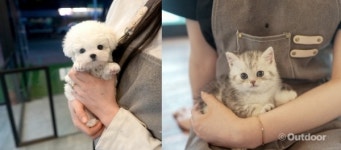 미유펫 광주, 강아지·고양이 분양 비용 할인 이벤트