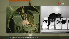 사람 대신 우주로 간 동물들
