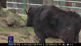 제주 흑우, 천연기념물 되나