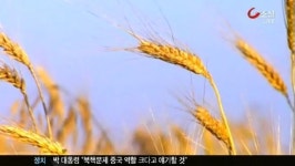 미승인 유전자변형 밀, 국내 제분업체 공급 확인