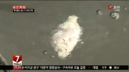 게릴라성 적조 동해까지 북상…횟집 비상