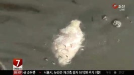 게릴라성 적조로 활어 떼죽음