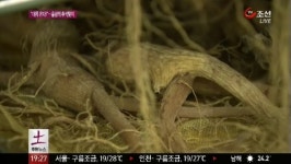 추석 인삼 수요 급증…홍삼공장 바쁘다 바빠