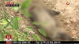 멧돼지 또 도심 출몰…이유는?