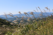 습지엔 갈대, 산과 들엔 억새