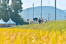 김병수 김포시장 숨은 명소가 성장 동력 보구곶리 황금들녘 시민 첫 개방