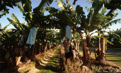 바나나 멸종위기, 새우 생산량 격감… 먹거리 위기 타개할 농업 주목할만