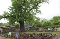 독학으로 의술 익히고 건강식 즐긴 고산 윤선도