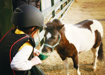 [박지환의 젊은 농부 7] 송대근 별내작은말학교 대표 | “아이들에게 미니 말 승마 체험시켜 보세요”
