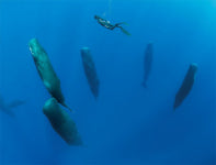 [이영완의 사이언스카페 | 잠수의 귀재 북방코끼리물범] 코끼리물범은 300m 바다 밑에서 잠든다