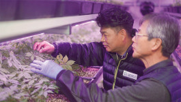 [르포] 르포 ‘월급쟁이 농부’ 시스템 구축한 드림팜 | ‘저온성 작물’ 특화한 스마트팜으로 수출에 ‘날개’