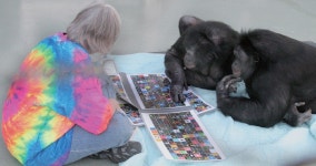 [이영완의 사이언스카페 | 사람의 말 이해하는 유인원] 영어로 의사소통, 게임까지 한 보노보 칸지, 45세에 사망