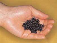 숯가루 들어간 가짜 한방 당뇨약 만든 한의사 징역형