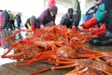 2013울진대게와붉은대게축제, 싱싱한 울진대게 마우스로 집에서 잡아요~!