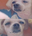 느낌 있는 개 셀카, 아련한 추억이여...아 정말 개...같다