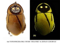 야광 바퀴 벌레, 딱정벌레 독성 들어봤어?