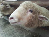 대관령 중심에서 호연지기를 염탐하다