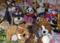 인형 속 개...인형 속에 숨어있는 강아지, 귀여움이 두배?