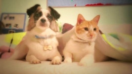 영화 ‘그 강아지 그 고양이’, 사랑은 원하는 것을 해주는 것