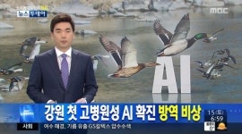 강원도 첫 고병원성 AI 검출....채취지점부터 10Km이내 출입통제