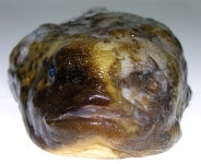 멍텅구리 뜻, 뚝지 얼굴보면 딱 떠올라...