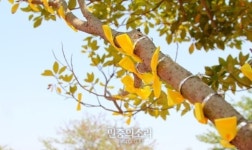 세월호 침몰, 후박나무 가로수에 핀 노란리본 꽃 [포토]