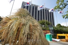 정부청사 앞에 놓인 나락 [포토]