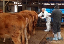 한우 사육농가서 구제역 의심신고 접수