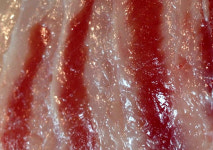 돗돔 오도로 1점은 참치 오도로 3점 정도의 맛...끝판왕