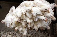 한국, 조류인플루엔자 창궐한 미국산 가금류 전면 수입금지