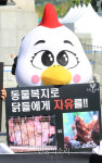 동물복지로 닭들에게 자유르[포토]