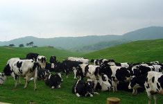 대관령 삼양목장, 이용료 얼마인지 살펴보니... 진짜?