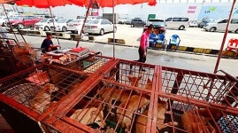 성남 모란시장 ‘최대 개고기 시장’ 철거 시작됐다