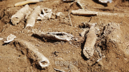 민간인학살 참상 드러난 진주 용산고개...45구경 탄두 나와
