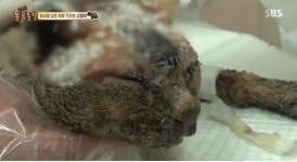 동물농장, 도대체 무슨 일이.. 경악