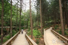 산음치유의 숲, 면역력 강화, 건강 증진 산림욕 즐길 수 있어 인기