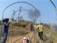 진천 초평면 오이작목반, 면사무소 진입로 꾸민다