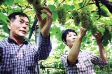 억대부농 성공비결 - 영동 델라웨어 포도재배 박용석씨 부부