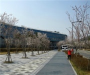 정부세종청사 국무총리실 앞에 핀 벚꽃