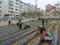 제천시 의암동 새마을지도자들 사랑 나눔 텃밭