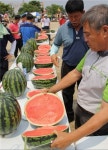 다채로운 행사 가득 맹동 수박 축제