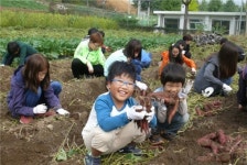 충주 달천초 매현분교, 학교 텃밭 고구마 수확