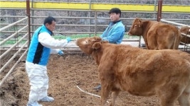 제천농기센터, 축산농가 대상 이동 동물병원 운영