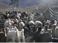 괴산군 하늘목장, 산지축산우수농가 선정
