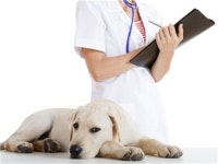 청주권 동물병원 진료비 천차만별