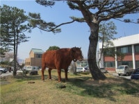 주덕읍사무소 내 주덕牛조형물 인기